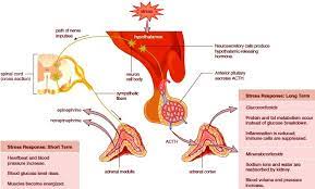 Pin On Medical Mnemonics