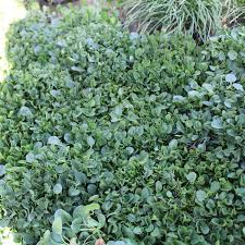 Image result for Falkia