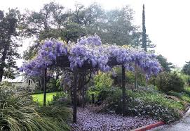 Burnley S Secret Botanic Garden Part 2 Gardendrum Australia Botanical Gardens Magnolia Gardens Garden Design