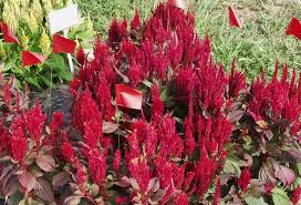 Image result for Celosia elegantissima