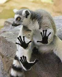 17 Leamers Ideas Funny Animals Animals Lemur
