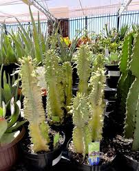 Maybe you would like to learn more about one of these? I Bought A Plant At Walmart Do You Still Respect Me Plants Euphorbia Ammak Buy Plants