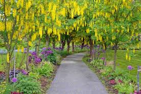 Image result for Laburnum