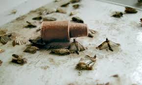 Was Gegen Motten In Mehl Und Musli Hilft Help Orf At