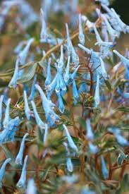 Image result for Landolphia cuneifolia