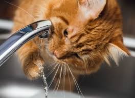 We look at the causes, symptoms and treatment of a stroke, as well as outlining. Cat Dehydration Symptoms Dehydration In Cats Petmd