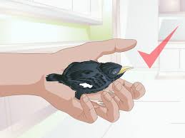 Home › rumah minimalis › rumah › 9 gambar denah rumah sederhana lengkap 2021 type 36 45. Cara Memelihara Burung Dengan Gambar Wikihow