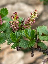 Image result for Myrothamnus flabellifolius