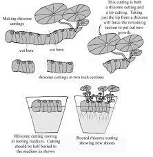 Pin On Garden Help