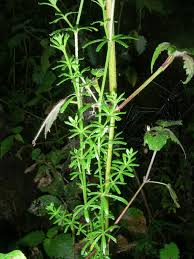 Image result for Galium simense