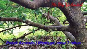 Selain karena kandungan manfaanya yang lebih tinggi, jenis alpukat mentega juga tidak disukai oleh. Pokok Avocado Mentega Alpukat Buah Susu Youtube