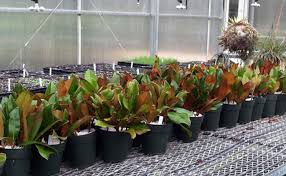 Check spelling or type a new query. Magnolia Grandiflora Collection Moore Farms Botanical Garden