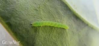 Download in under 30 seconds. Cabbage White Butterflies How To Avoid A Brassica Massacre