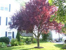 Spider mites may also be troublesome. Krauter Vesuvius Flowering Plum Zone 9 Trees Plants Garden Windows
