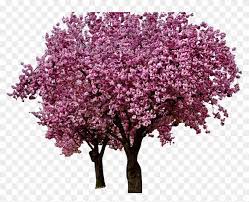 In additon, you can discover our great content using our search bar above. Various Flowers Transparent Png Images Page5 Stickpng Transparent Background Cherry Blossom Tree Png Png Download 1368x855 5841697 Pngfind