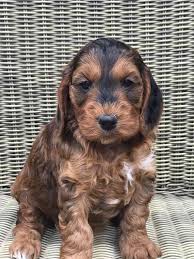 Although early adoption is reductive, late adoption can be. Cockapoo Puppies For Adoption Cheap Online