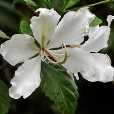 Image result for Bauhinia variegata