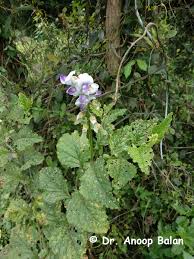 Image result for Crotalaria verrucosa