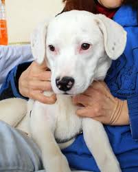 Maybe you would like to learn more about one of these? Adopt Petey On Petfinder Animal Shelter Adoption Bulldog Dog Bulldog Puppies