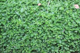 Image result for Blepharis integrifolia