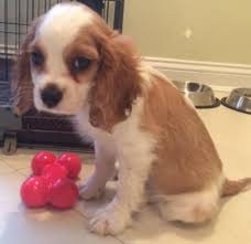 A wide variety of the puppy store options are available to you, such as material, feature, and certification. Nj Family Spent Almost 10k On Pet Store Puppy That Died Lawsuit Claims