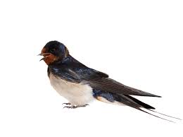 Jesus often spoke of the hypocritical actions of the jewish teachers and pharisees as but what does it mean to strain out a gnat? Swallow Definicion Y Significado Diccionario Ingles Collins