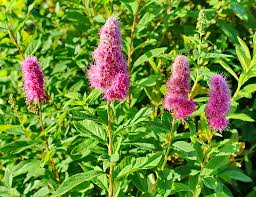 Image result for Spiraea billardii