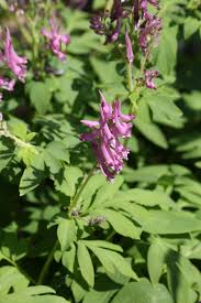 Image result for Fumariaceae