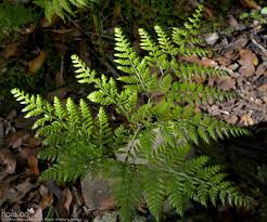 Image result for Arachniodes webbiana