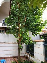 pin on tree cutting services 016 8997985 johor bahru