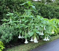 Image result for Blumea adamsii