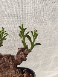 Image result for Euphorbia platyrrhiza