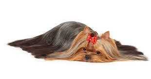 The breed originated in malta and has been owned royally across the globe for centuries. Yorkshire Terrier Very Long Hair Photos Free Royalty Free Stock Photos From Dreamstime