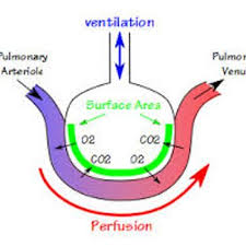Image result for Diffusing Capacity