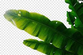 All our images are transparent and free for personal use. Bahan Daun Pisang Pisang Daun Daun Hijau Png Pngwing