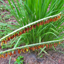 Image result for Harpachne