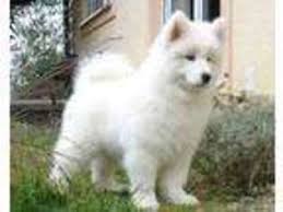 Their sideline mascot, above, is a canine named swagger. Puppyfinder Com Samoyed Puppies Puppies For Sale Near Me In Cleveland Ohio Usa Page 1 Displays 10
