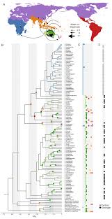 Image result for Asterochaete angustissima