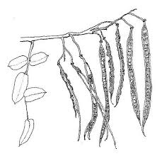 Image result for Senna petersiana