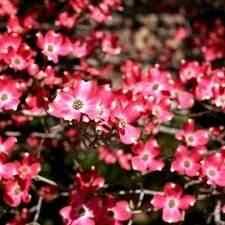 It is an excellent soil stabilizer and nitrogen fixer. Buy Red Dogwood Tree From Ty Ty Nursery