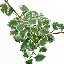 Image result for Plectranthus alboviolaceus