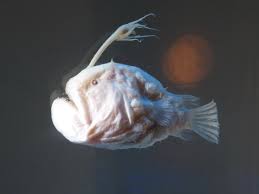 The football fish (チョウチンアンコウ, chōchin'ankō) is an uncommon fish introduced in animal crossing: Datei Specimen Of Atlantic Footballfish The Port Of Nagoya Public Aquarium Jpg Wikipedia