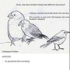 Birb Birb Funny Pictures Tumblr Funny Memes