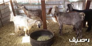 معزا للبيع Animals Horses Goats
