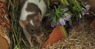 Gesunde Ernahrung Fur Farbmause Ratgeber Unsere Geschichten Vier Pfoten Schweiz