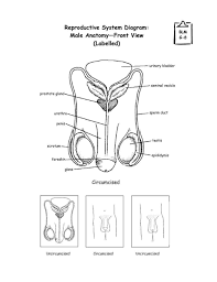 I still learn about anatomy too. Male Reproductive System Blank Diagram Human Anatomy