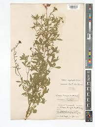 Image result for Cleome oxyphylla