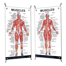 In flexion exercises you bend forward to stretch the muscles of the b. Amazon Com 2 Posters Set Muscles Female And Male Mini Poster Set Muscle Building And Physical Fitness The Muscular System Anatomical Chart Industrial Scientific