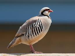 Image Result For Chukar Partridge Ornithology Birds Beautiful Birds