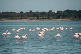 In fact a whole load of things you didn't know that you didn't know about our beautiful region! Visiter Les Pyrenees Orientales En 10 Coups De Coeur